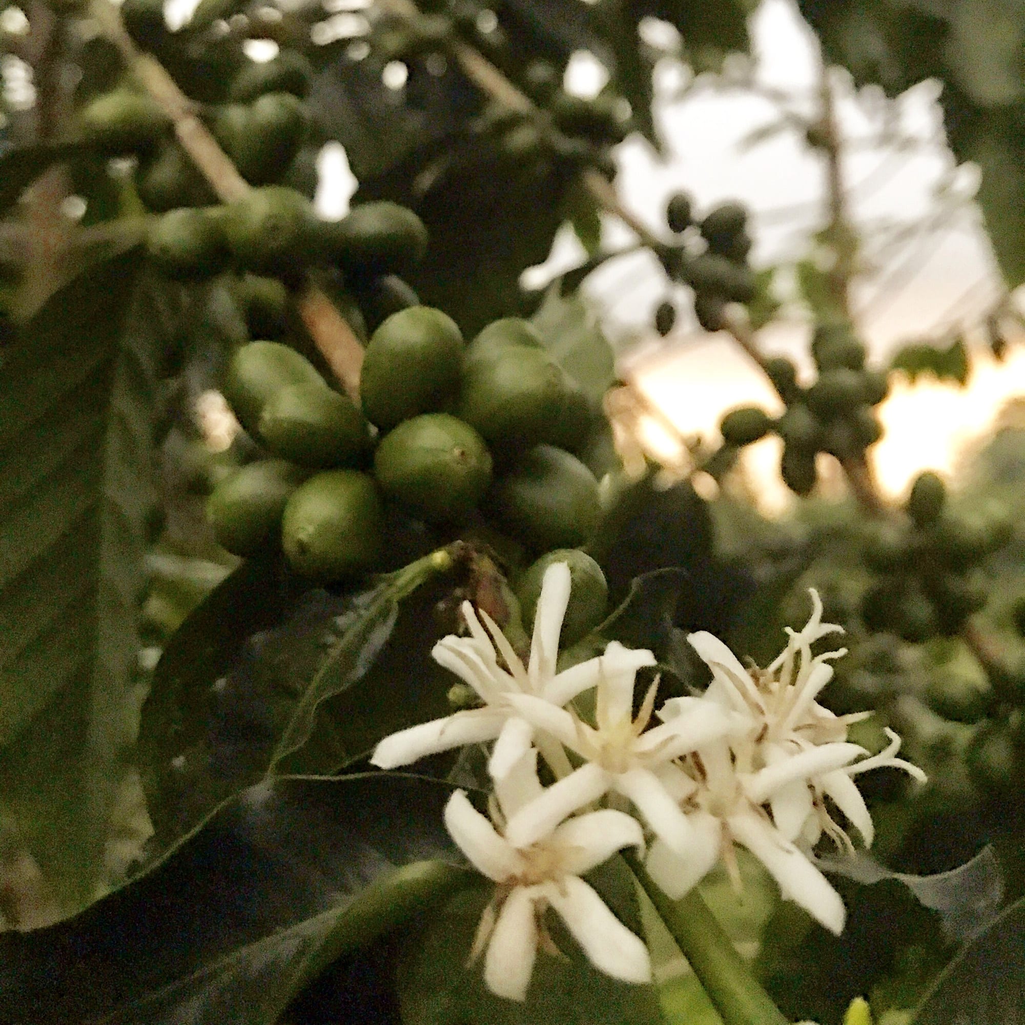 Real-Kona-Coffee-Farm-Flowers-Sunshower.JPG