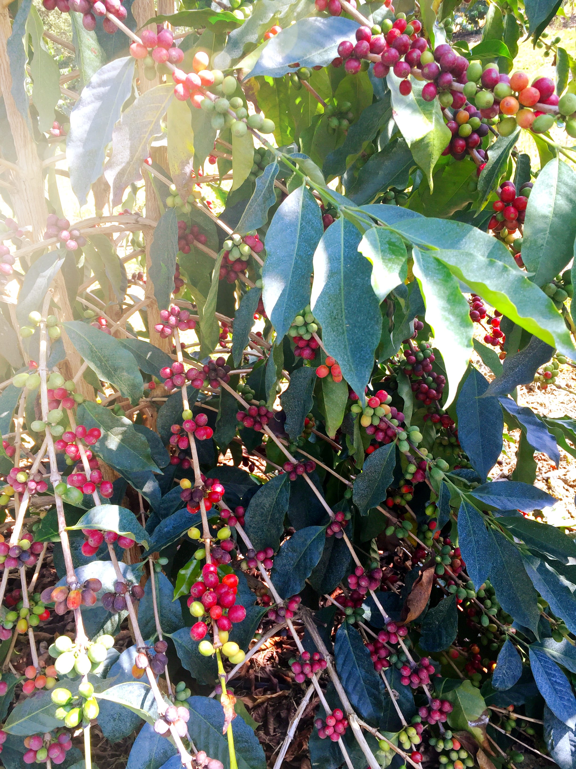 Real-Kona-Coffee-Farm-Tour-Fresh-Roasted-Cherry.JPG