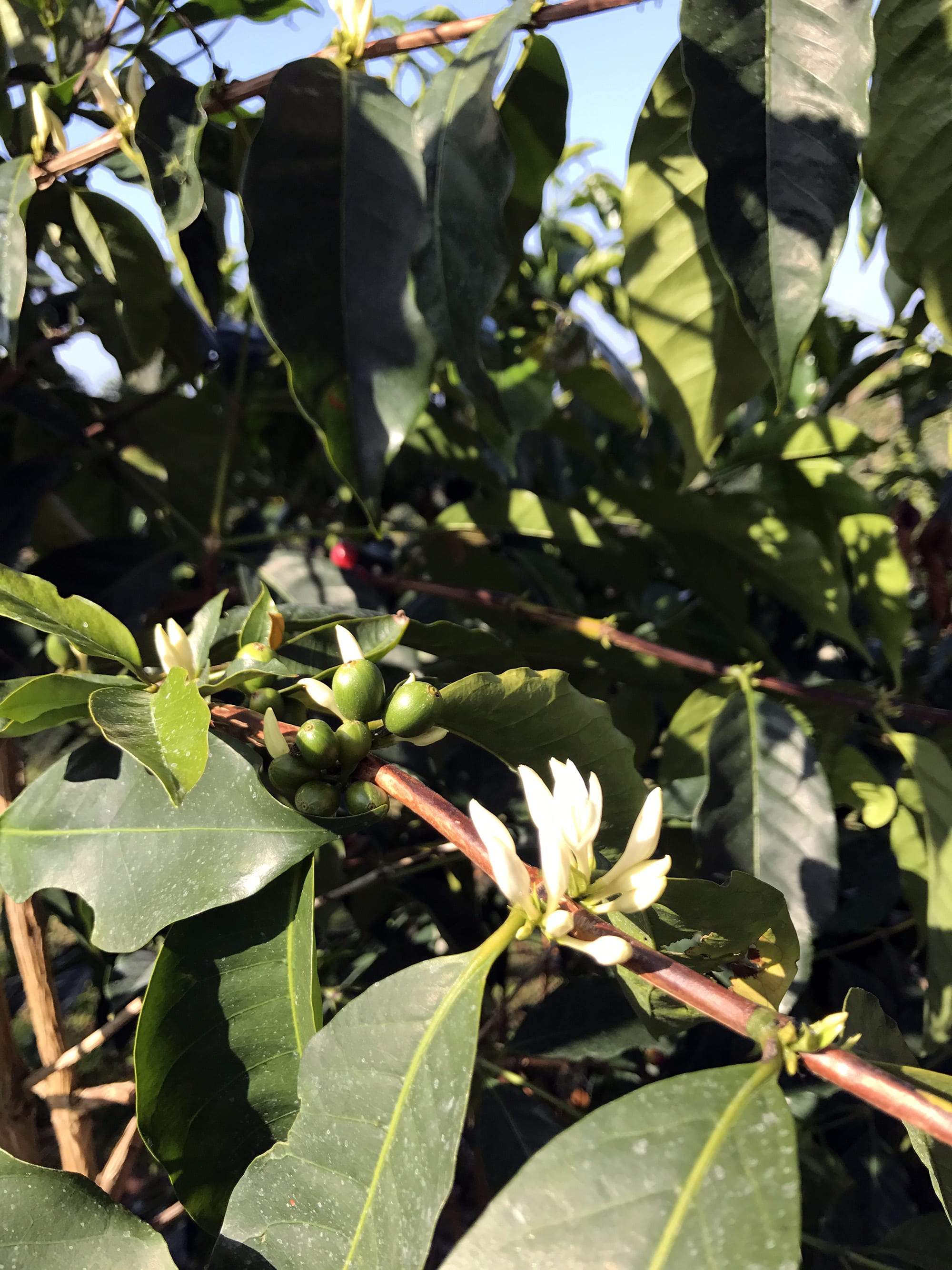 Real-Kona-Coffee-Farm-Tour-Trees-Orchard.JPG