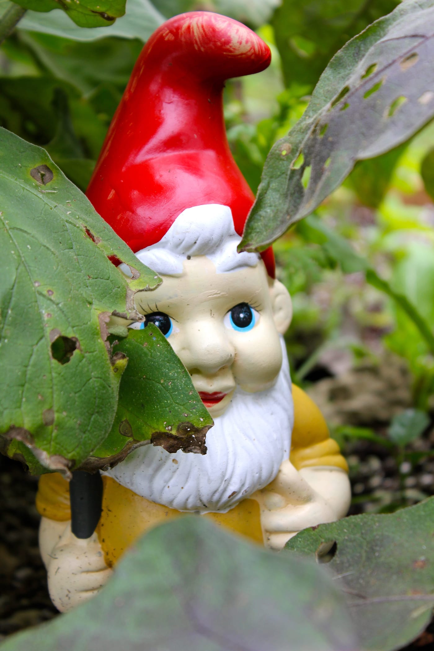 Sunshower-Farms-About-The-Farm-Gnome-Collection-Hawaii.jpg
