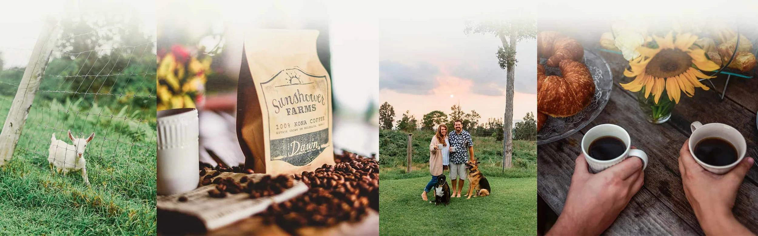 Sunshower-Coffee-Big-Island-Kona-Coffee-Best-Farm.jpg