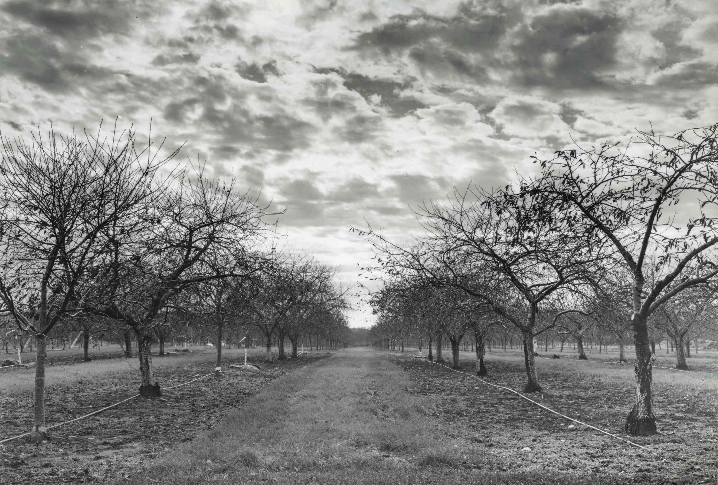 Lautenbach's Orchard