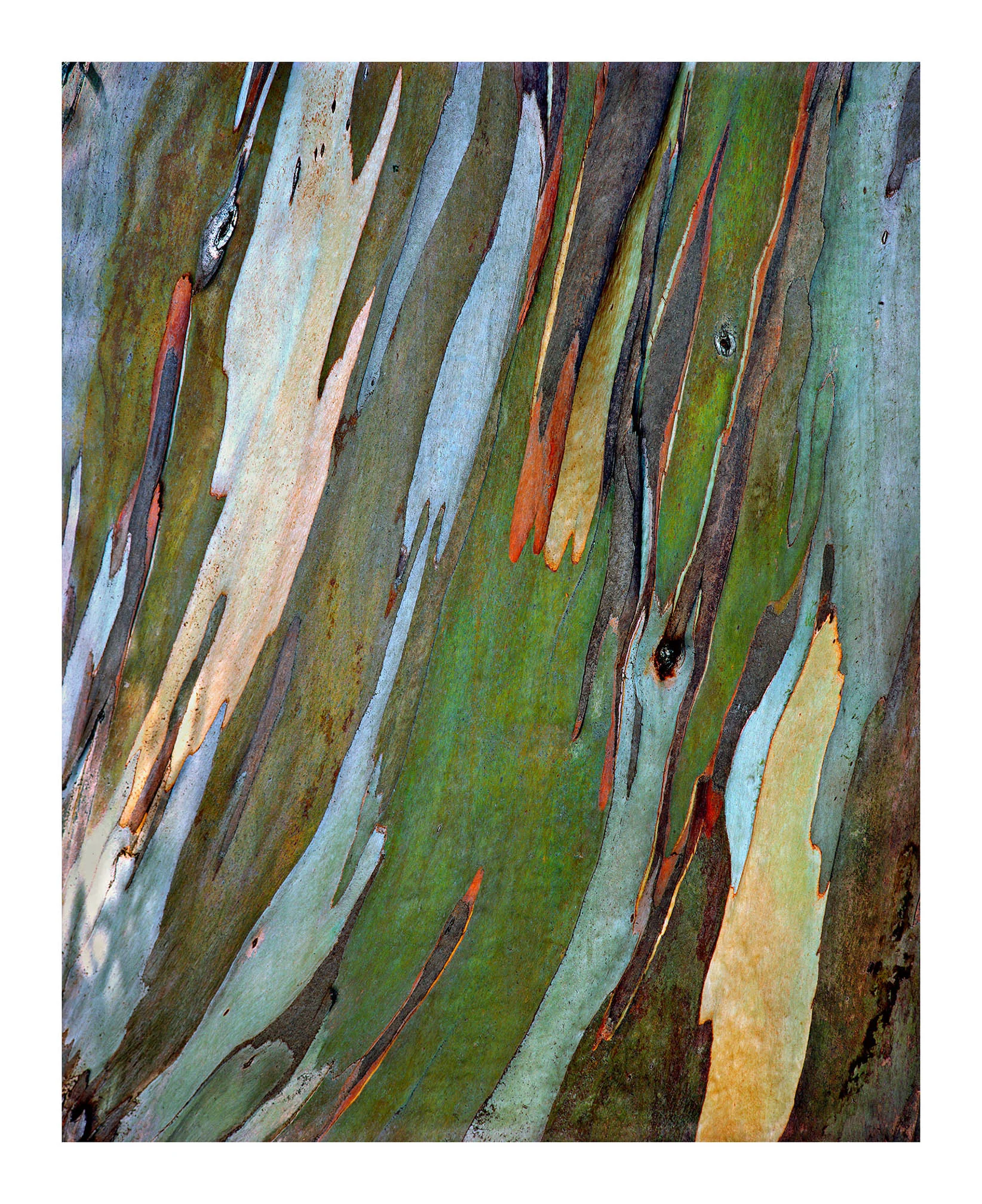 Eucalyptus Bark