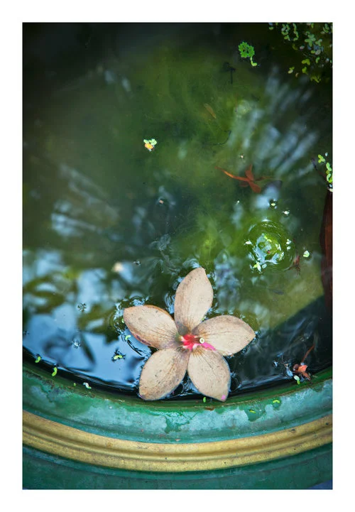 Water Blossom