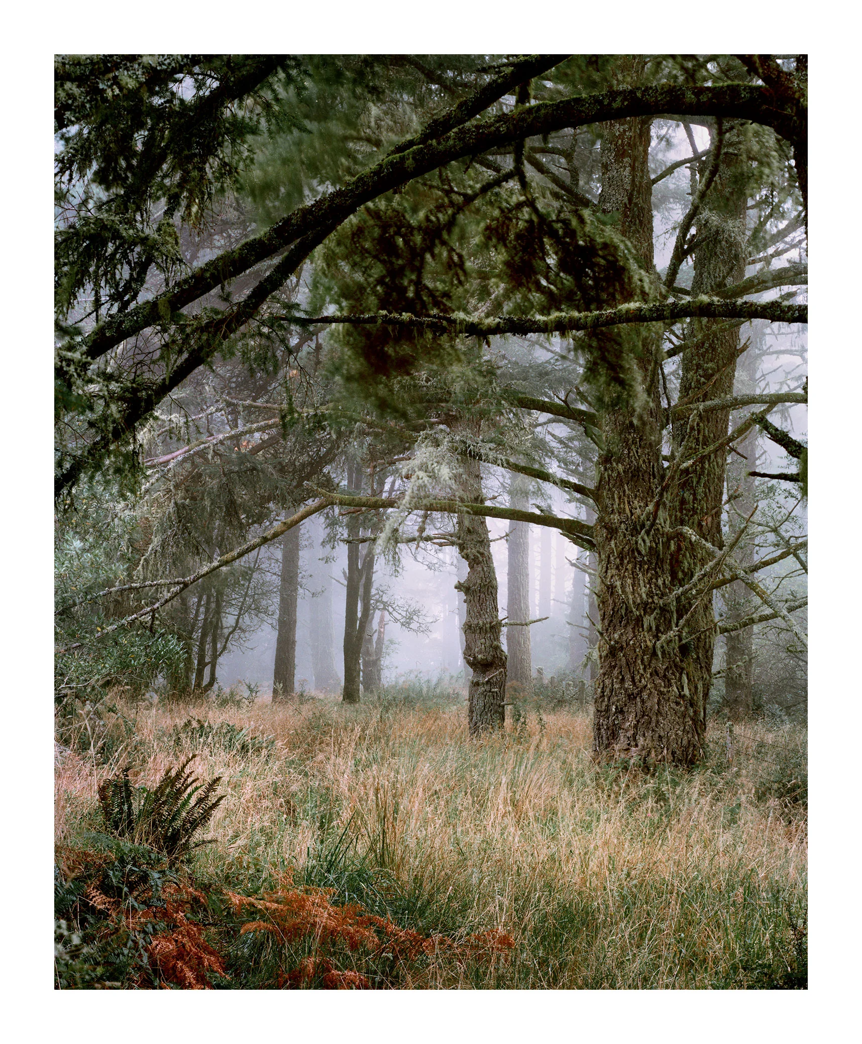 Point Reyes Fog