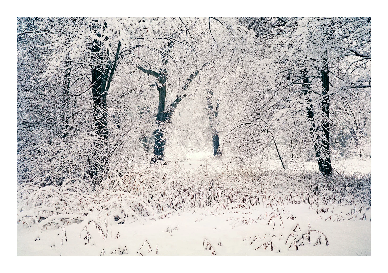 Winter Garden