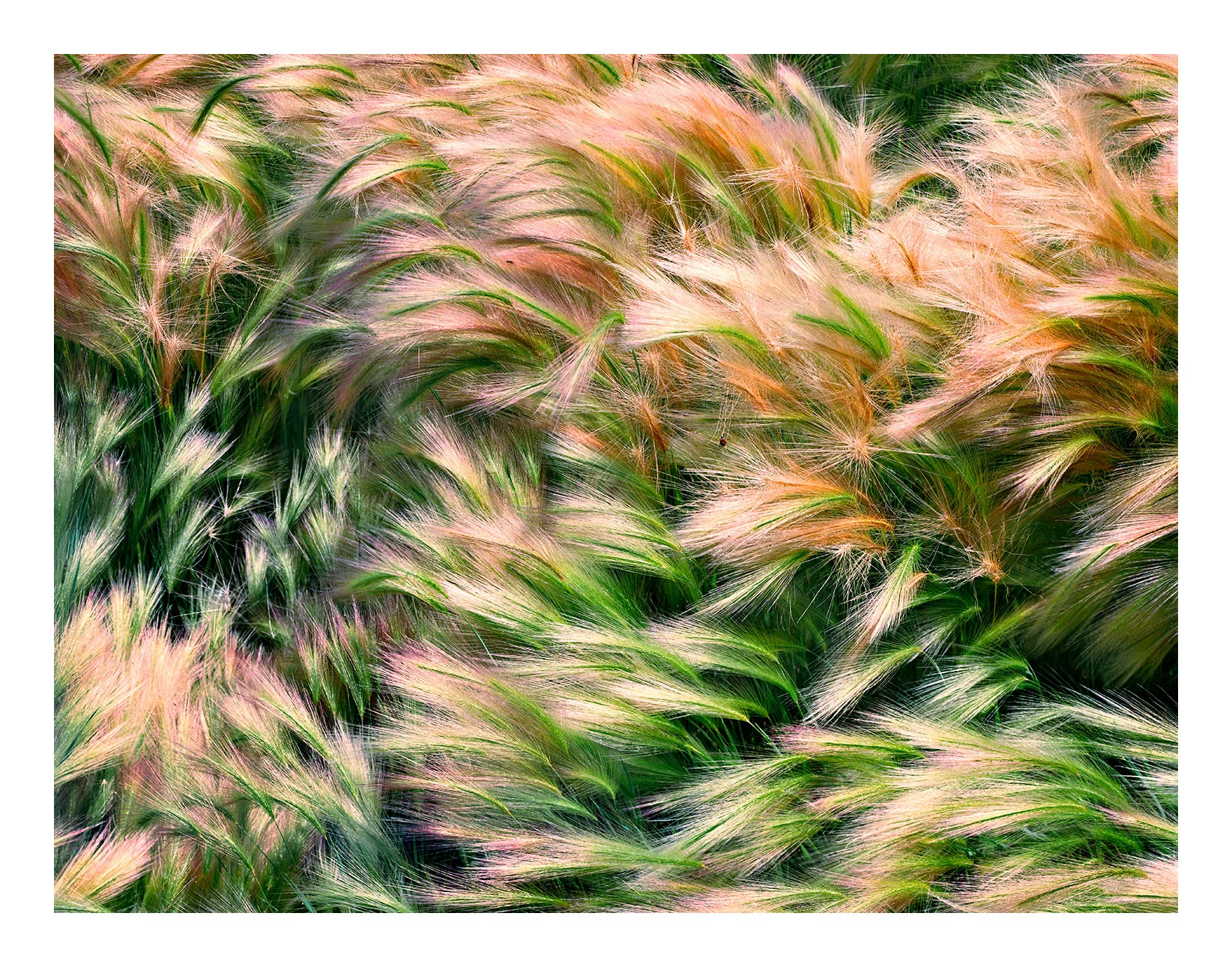 Foxtails & Ladybugs