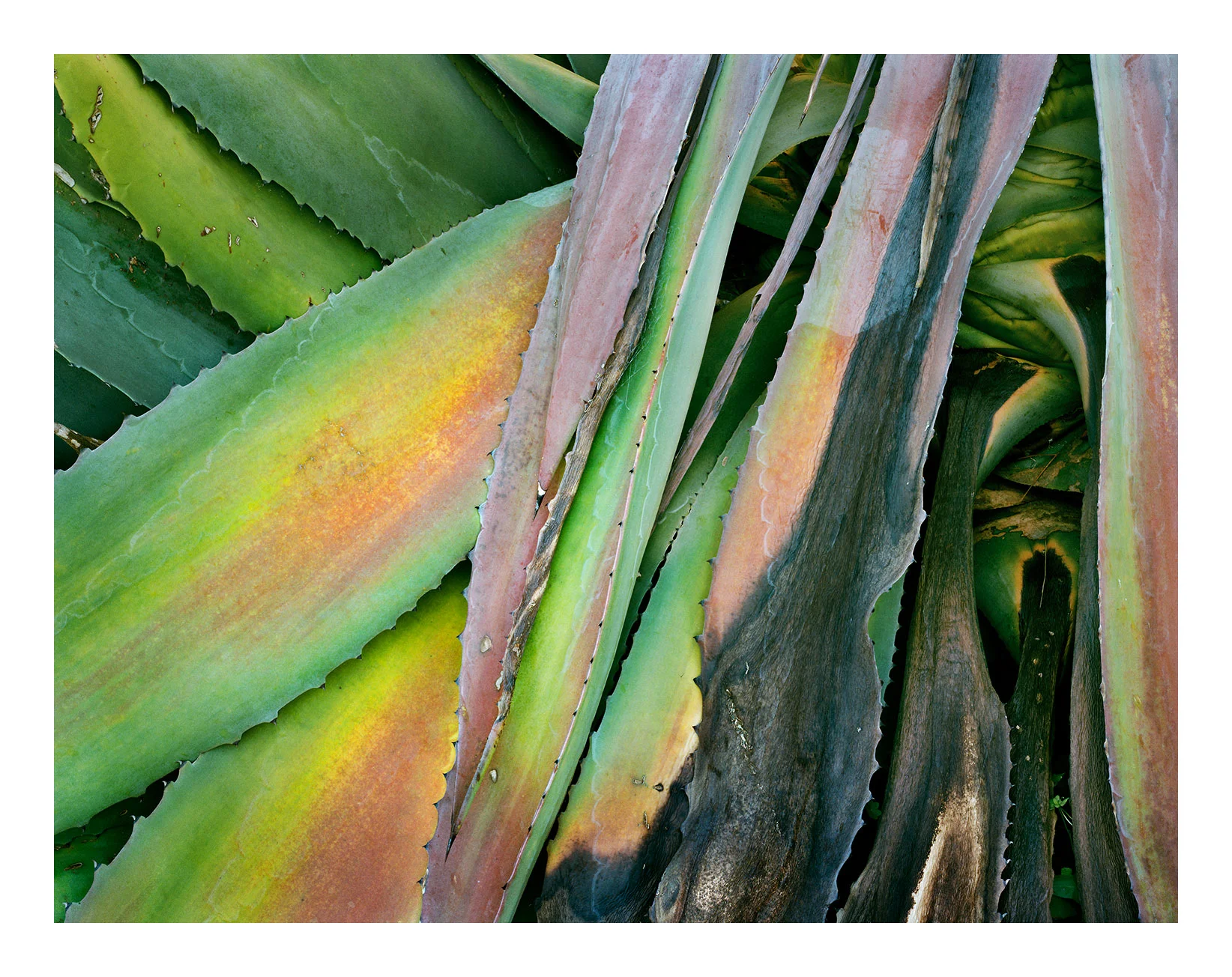 Headlands Agave