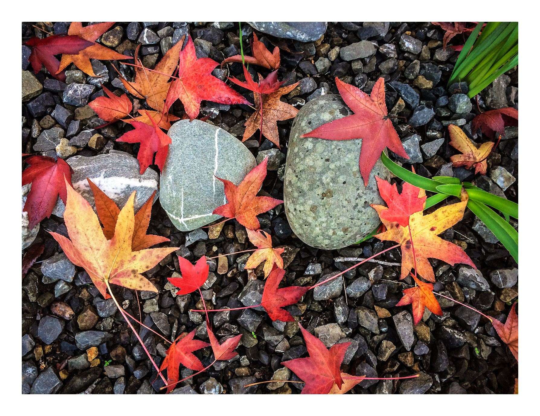 Maples & Stones