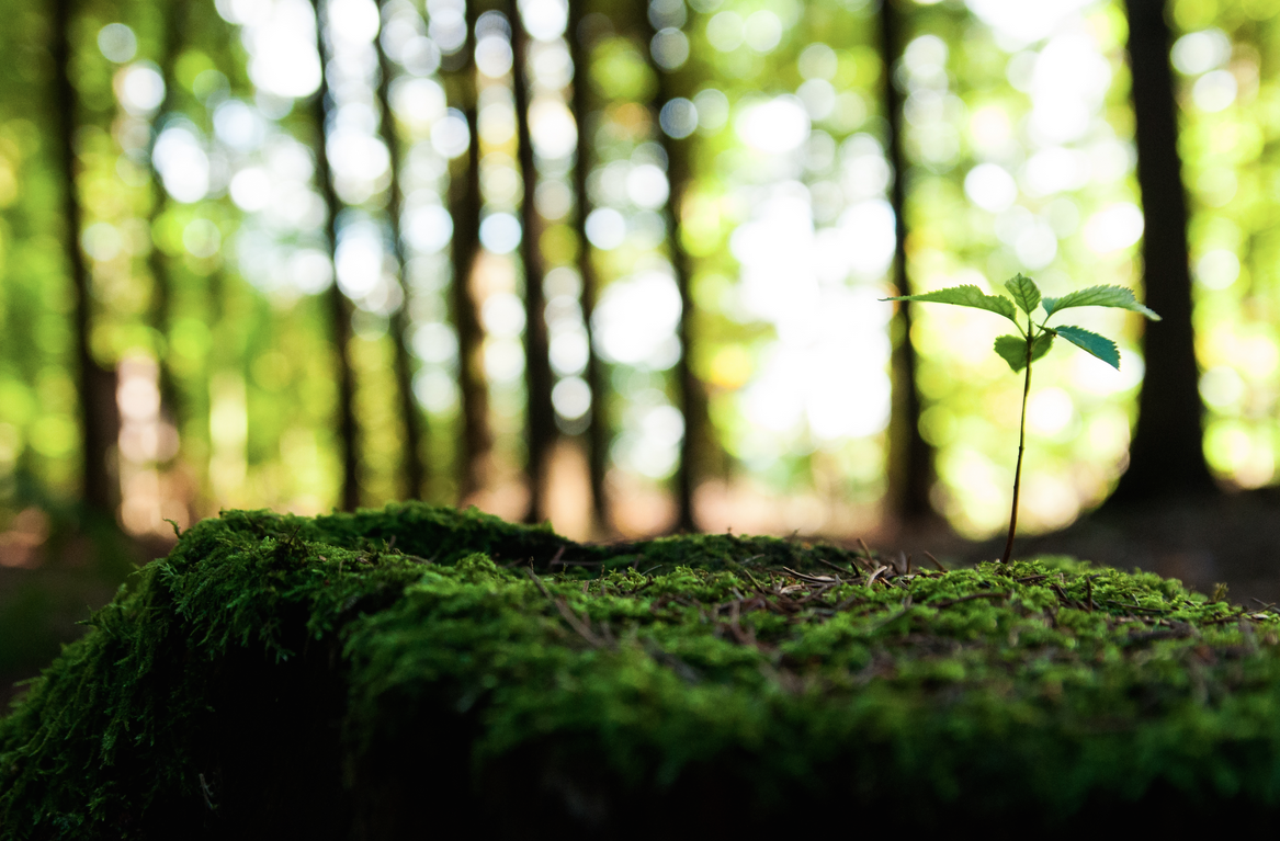 sapling.png