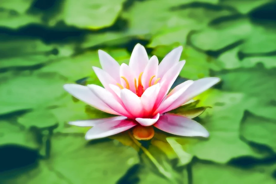 waterlily-pink-water-lily-water-plant-158465.jpeg