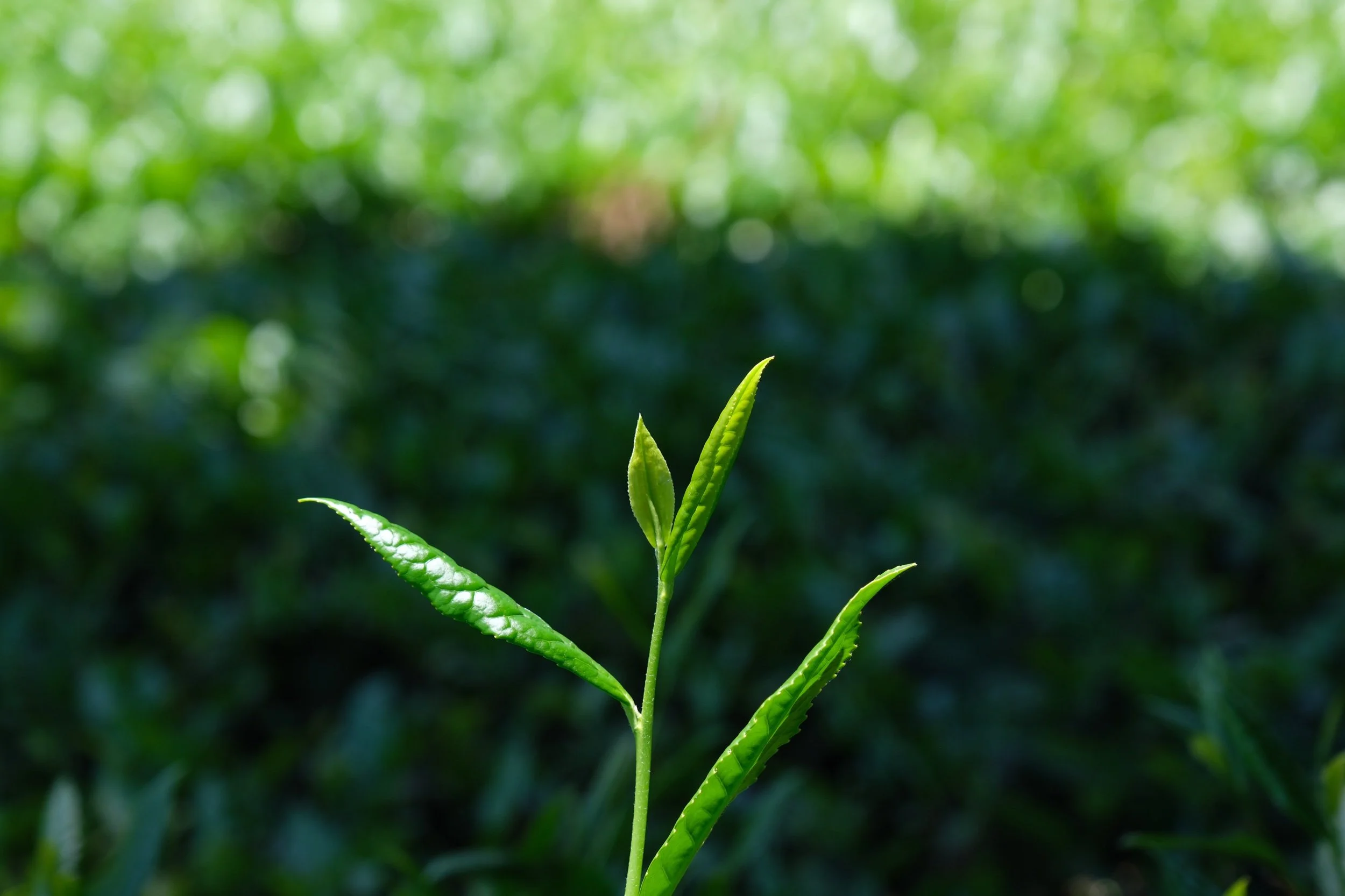 E9C44358-5BA4-4C98-A1C1-B72A1C48A19D.jpeg