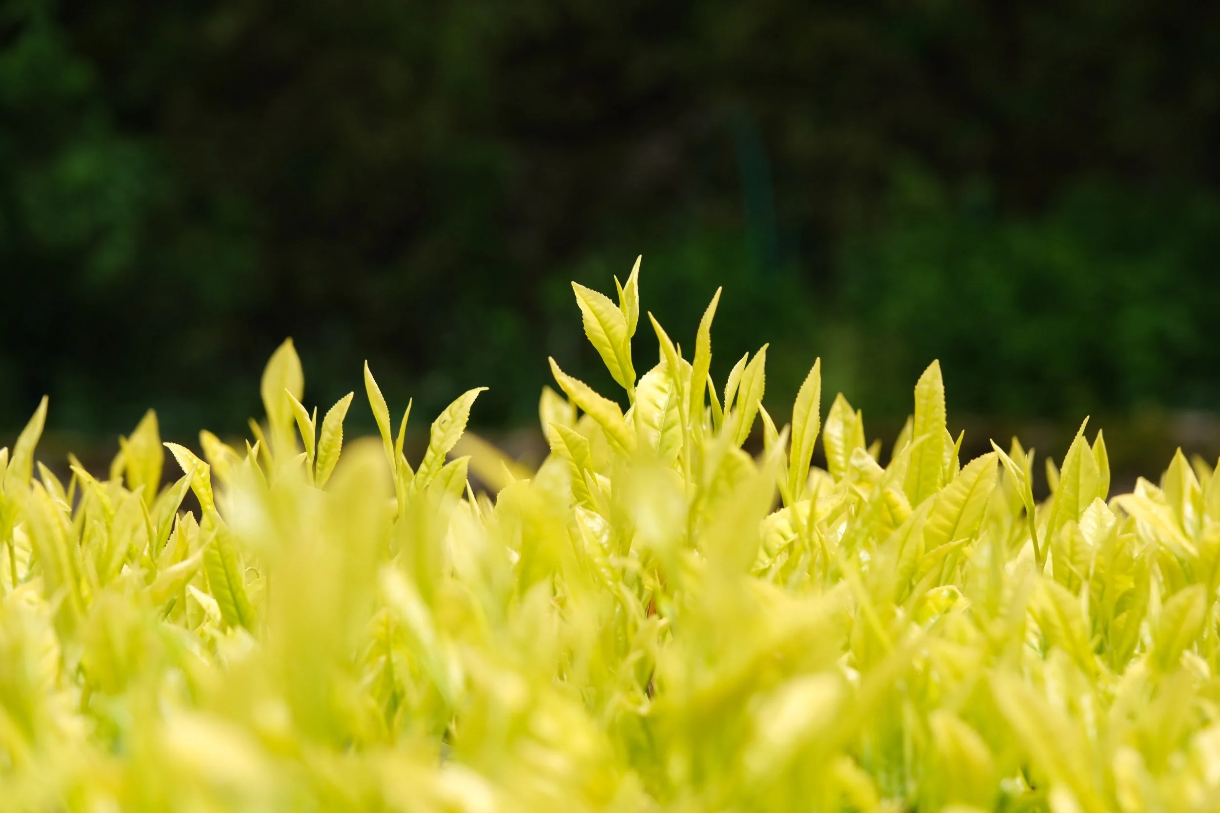 D24A056C-9DDA-499F-8469-86454150580B.jpeg