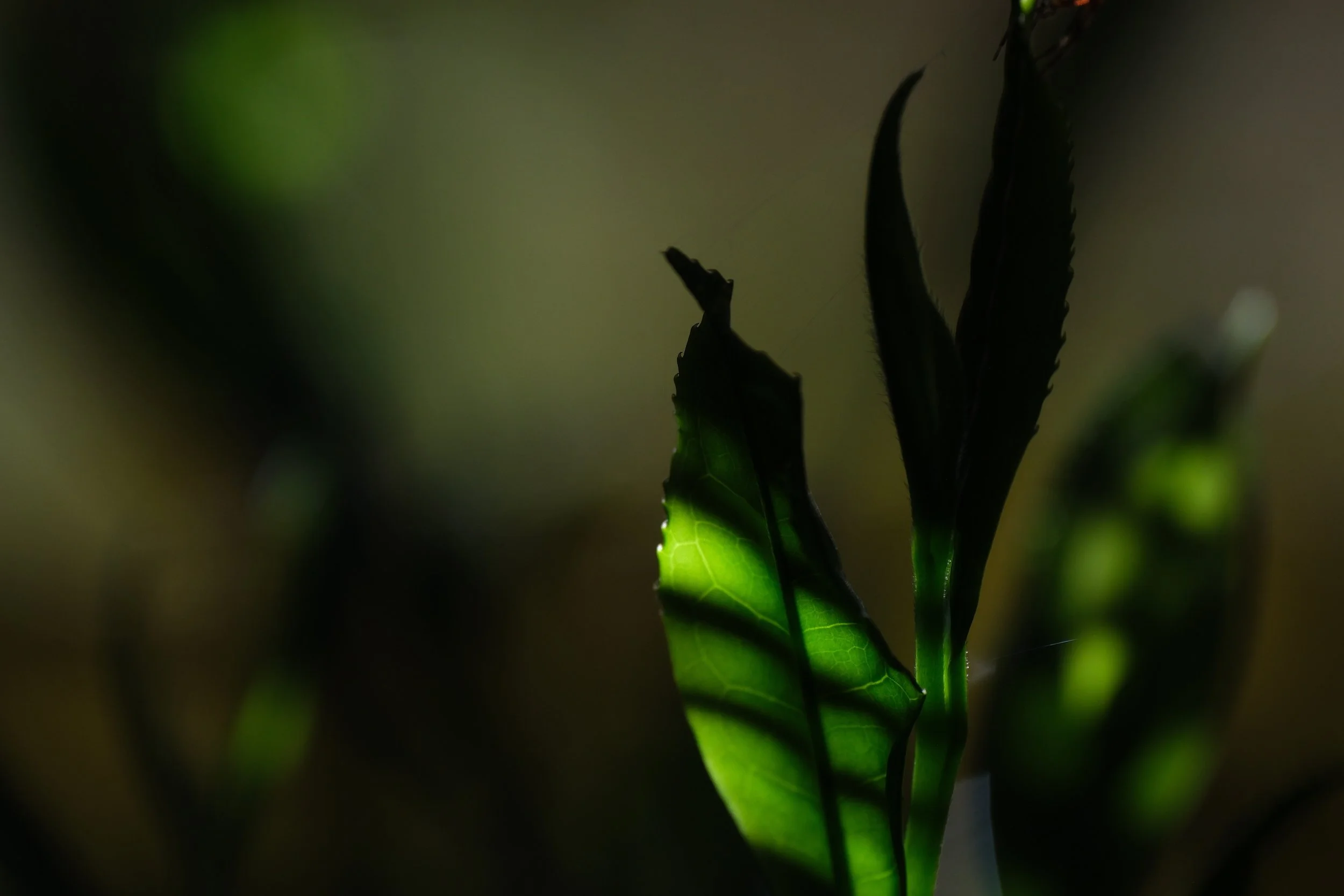 2026 SHINCHA TASTING EVENT