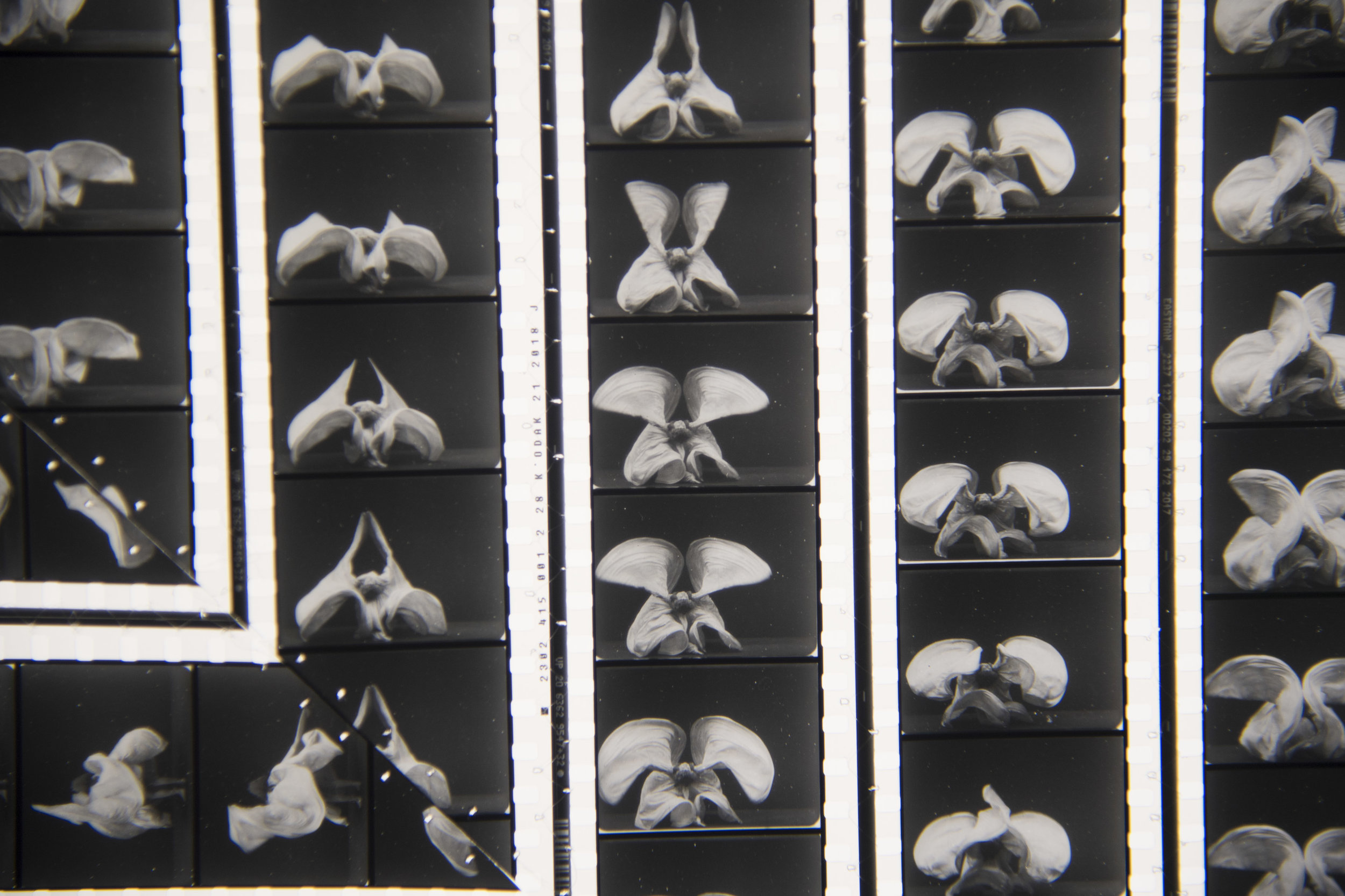 (Detail) “Cinema Sanctuary Study 2: Alice Guy-Blache’s 1897 Serpentine Dance By Mrs. Bob Walter,”2019. 35mm black and white film, polyester thread. 72 x 48 inches. 