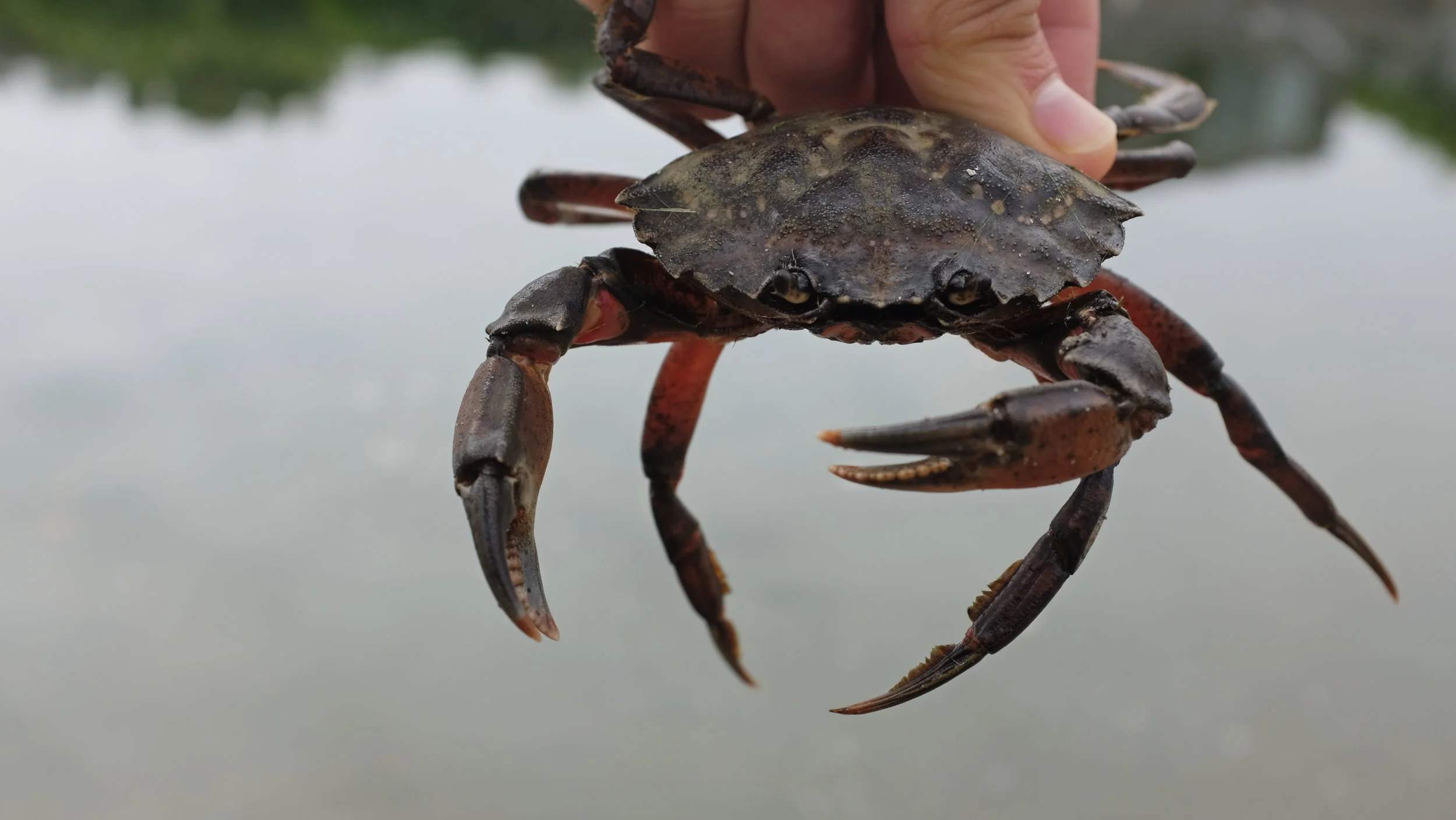 California Ecologists Strike Back Against Invasive Green Crabs