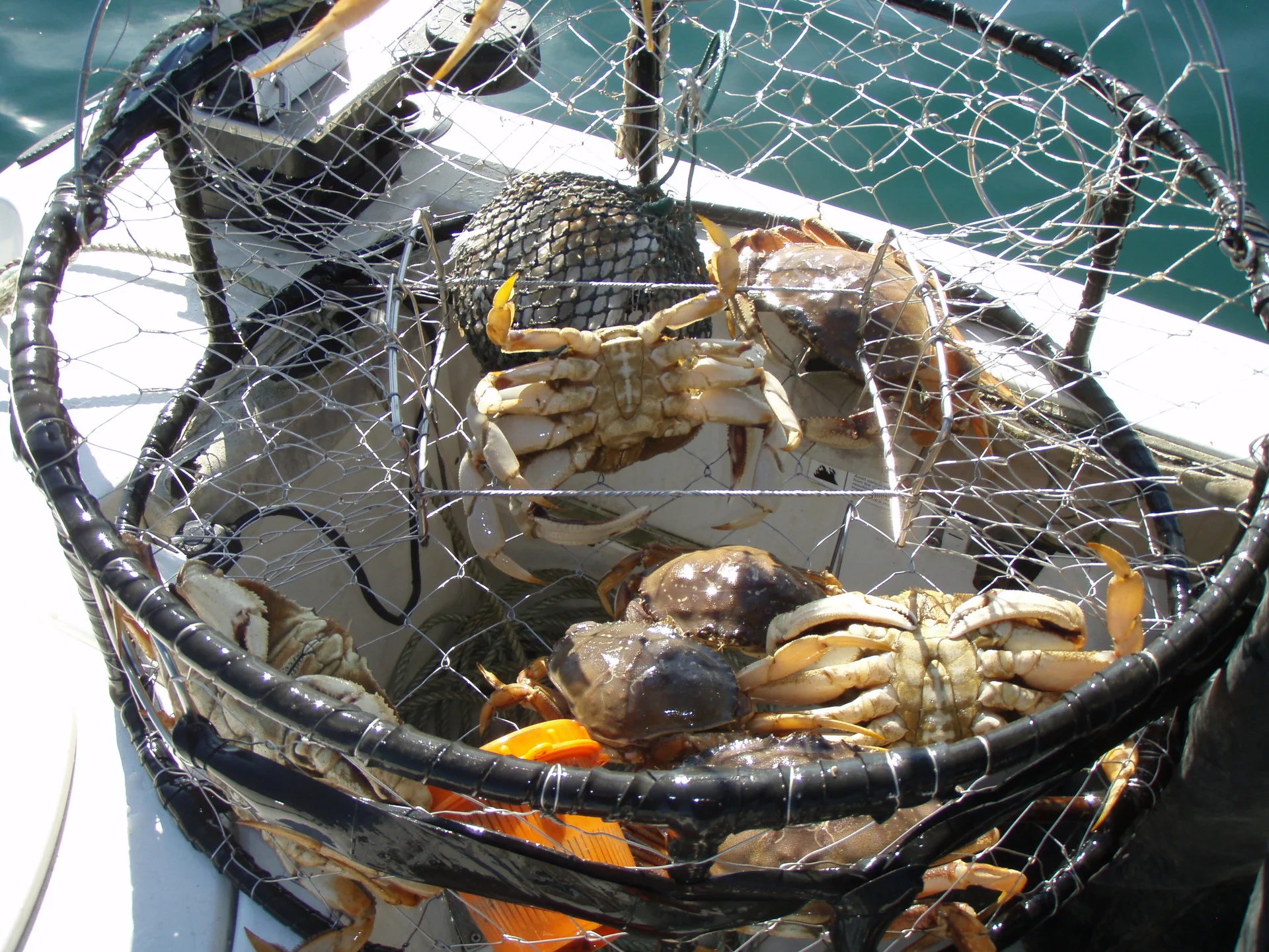 Crab Season Faces Delays as Fishermen Sue Over Climate Change