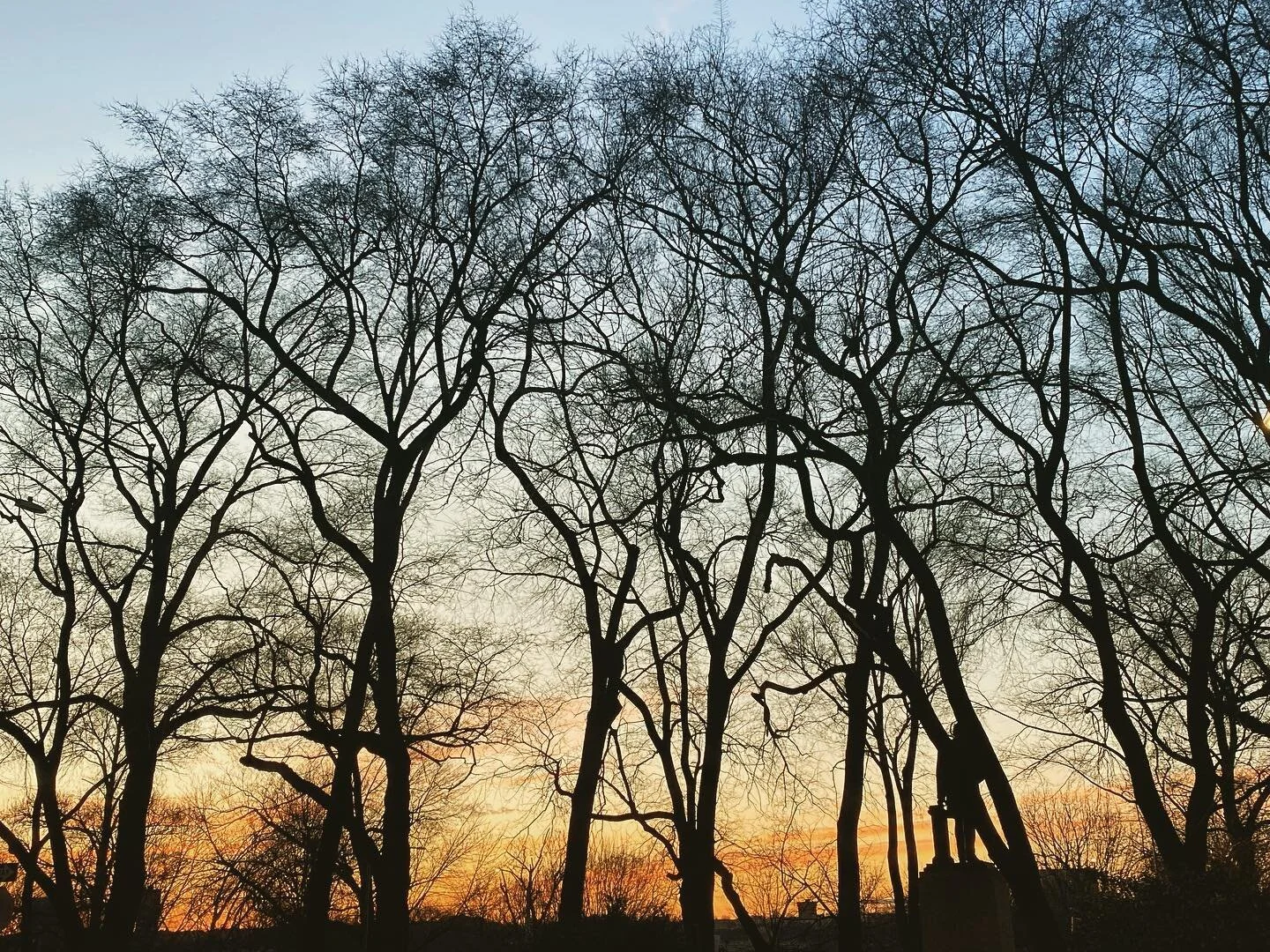 #wintersunset #earlyevening #wintertrees #latergram
