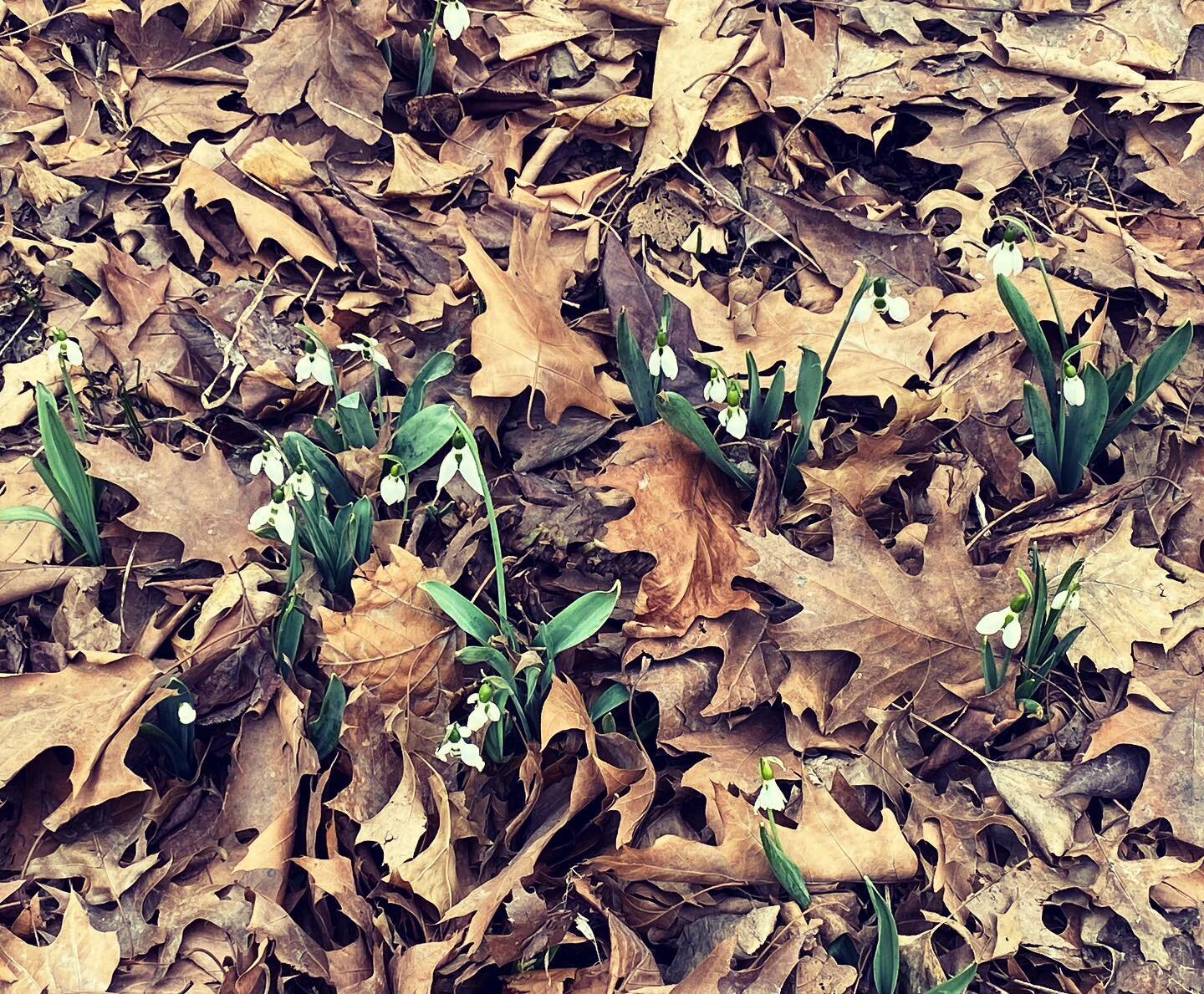 #snowdrops #winterflowers #sundayinthepark