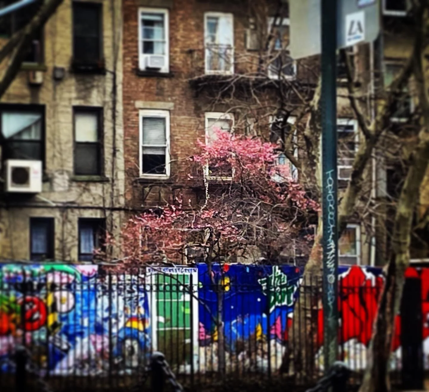 #tooearlyforpinktrees #climateemergency #stillwinter