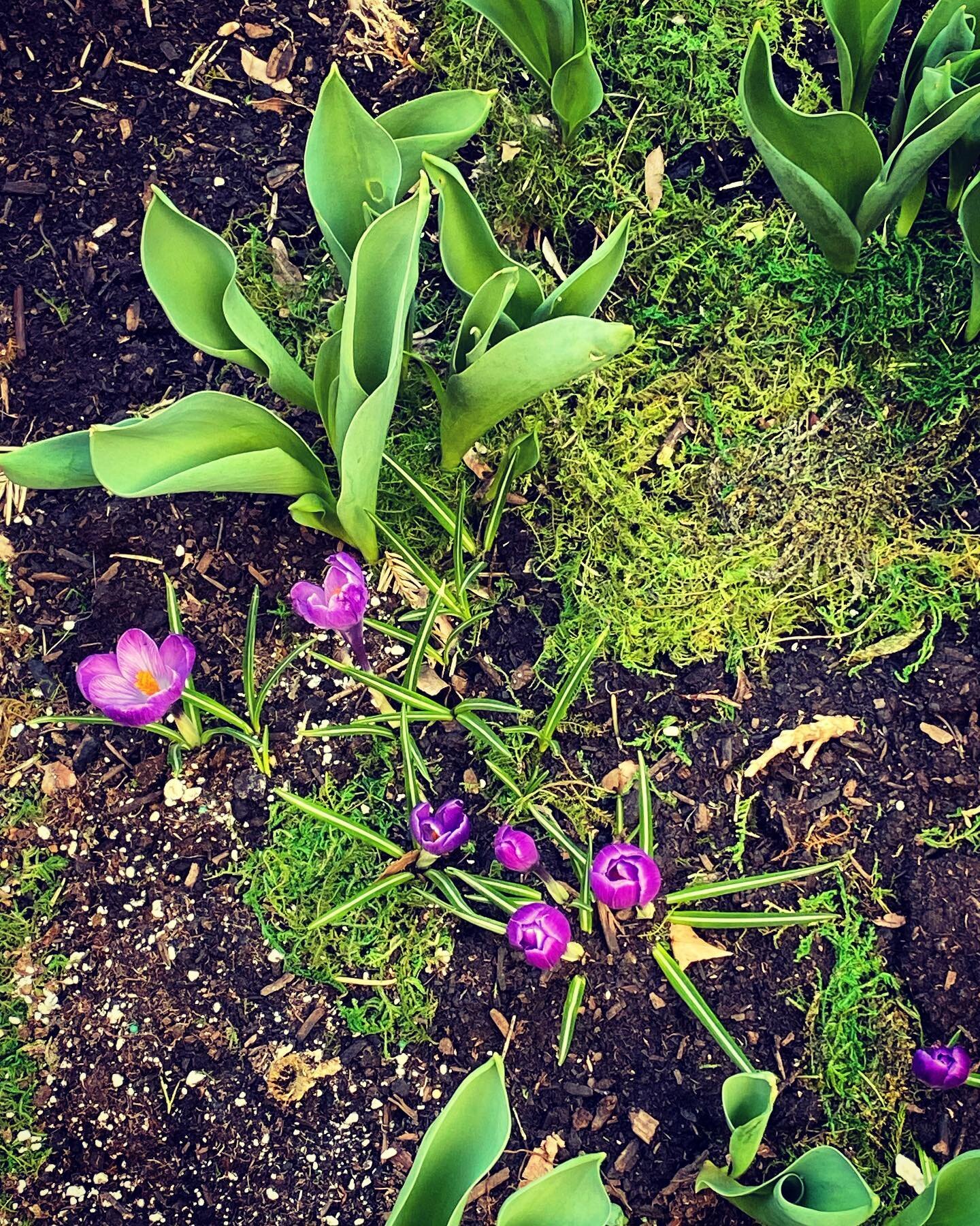 #crocuses #almostspring #latergram