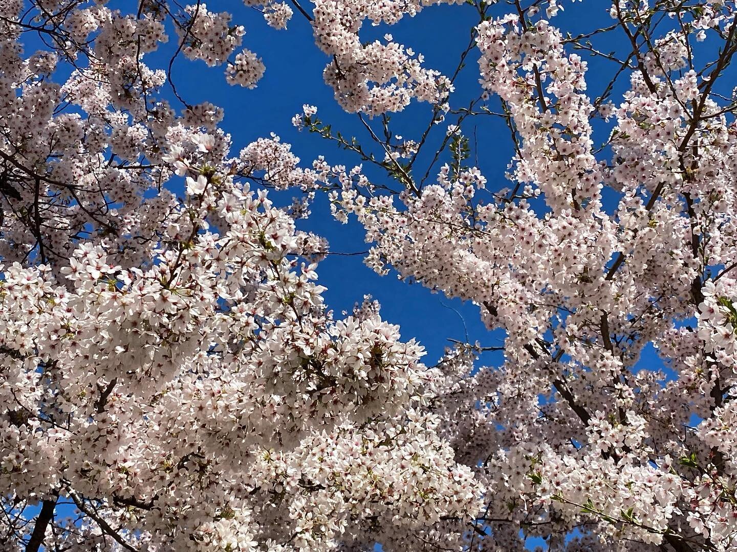 #springtrees #perfectday #nofilter