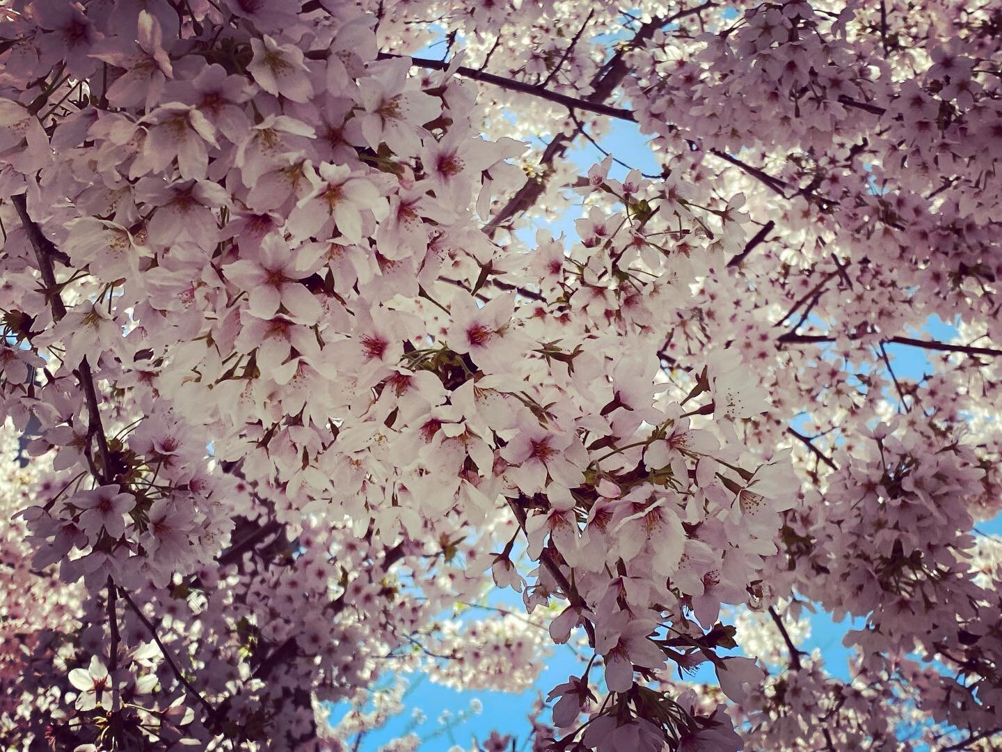 #cherryblossoms #springtrees
