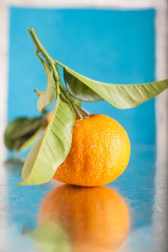 Home grown orange in studio