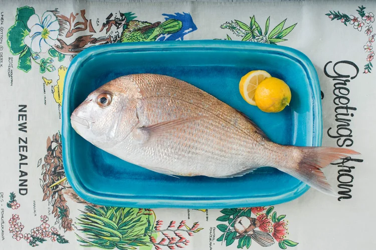Whole Snapper in studio