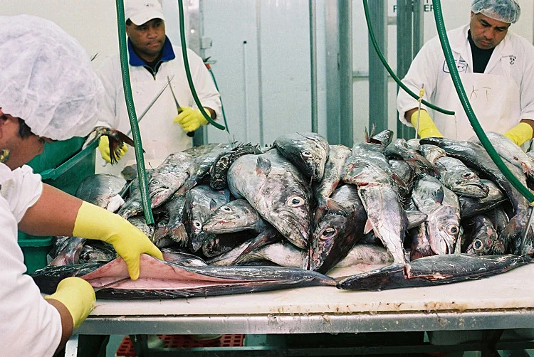 Fish Factory, Wellington