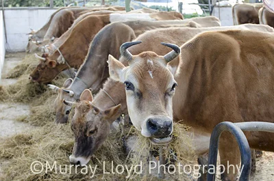 dairyfarm_0066.jpg