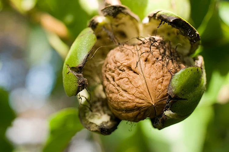 Ripe walnut on tree