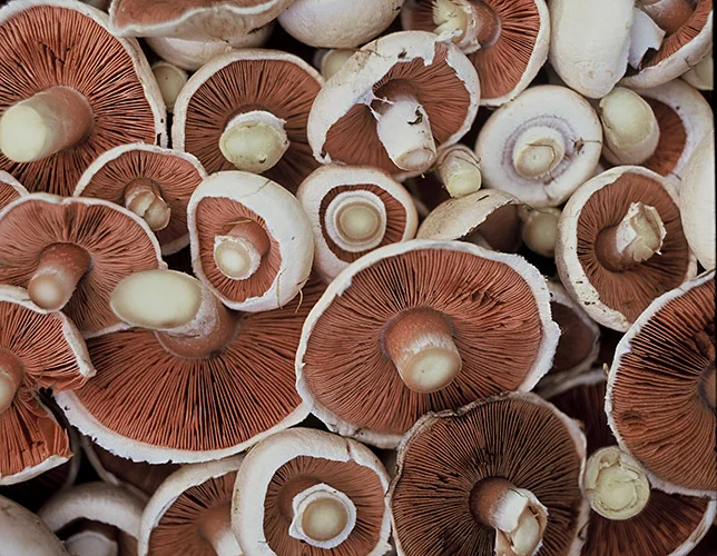Fresh Mushrooms
