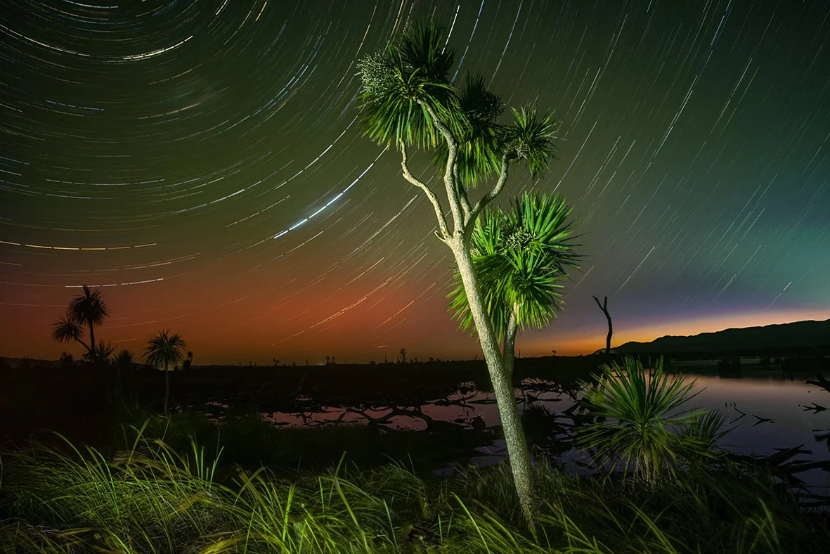 torch lit cabbage tree at night with star trails