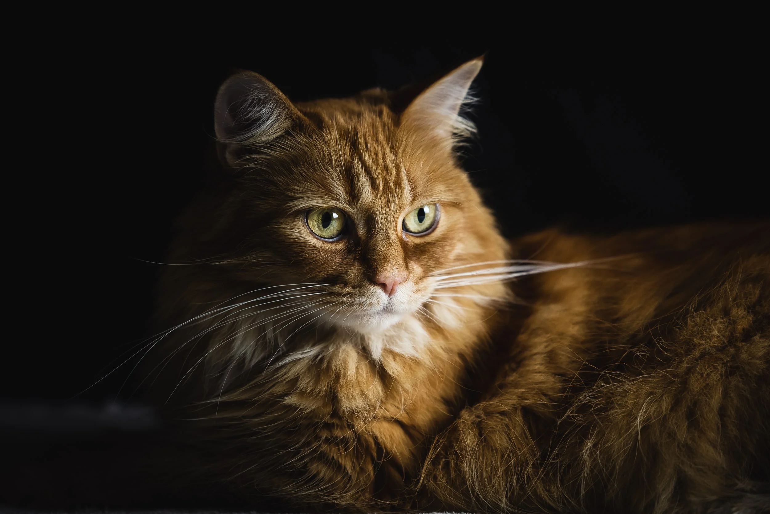 Pet Photography - Thunder Bay