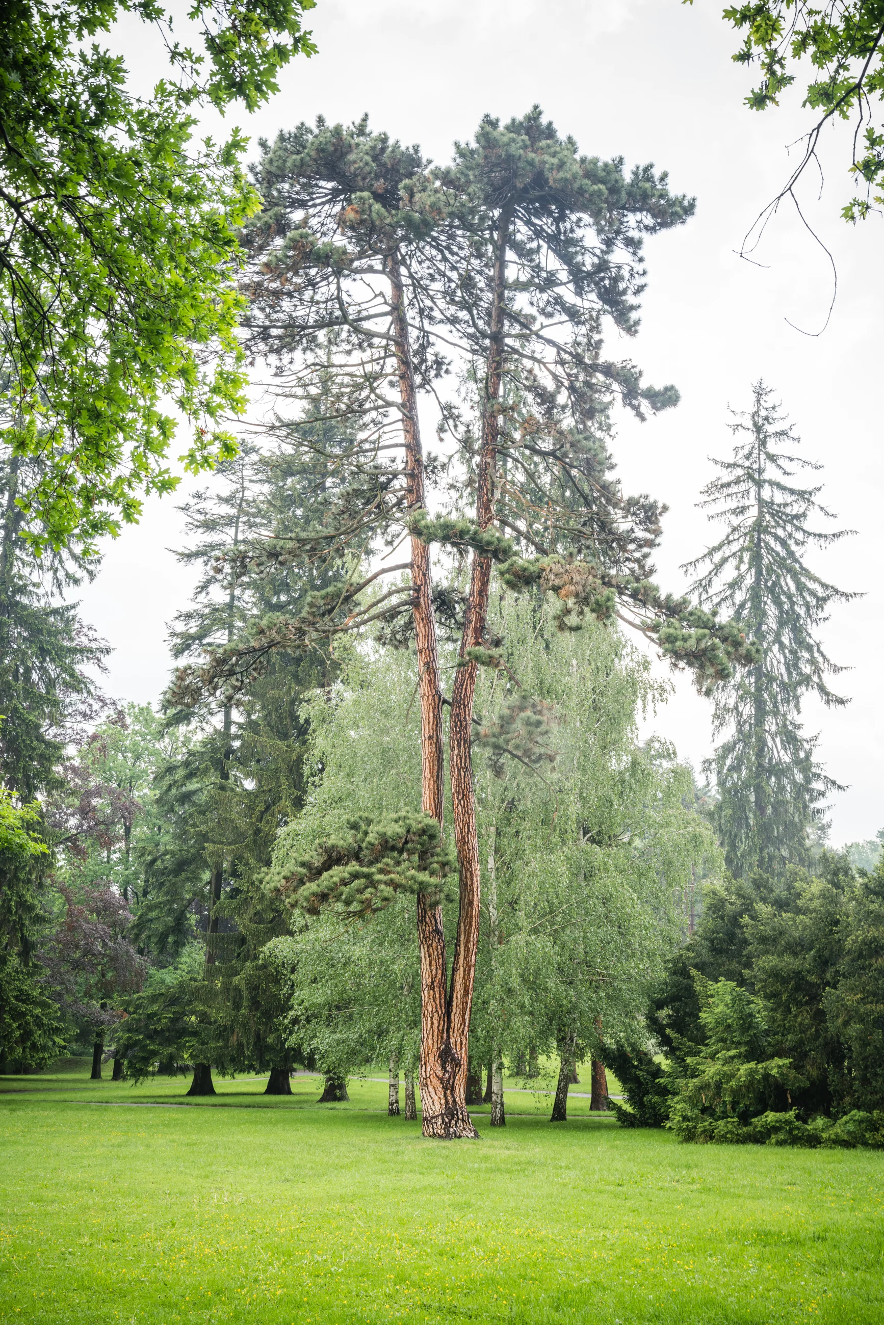City Park V