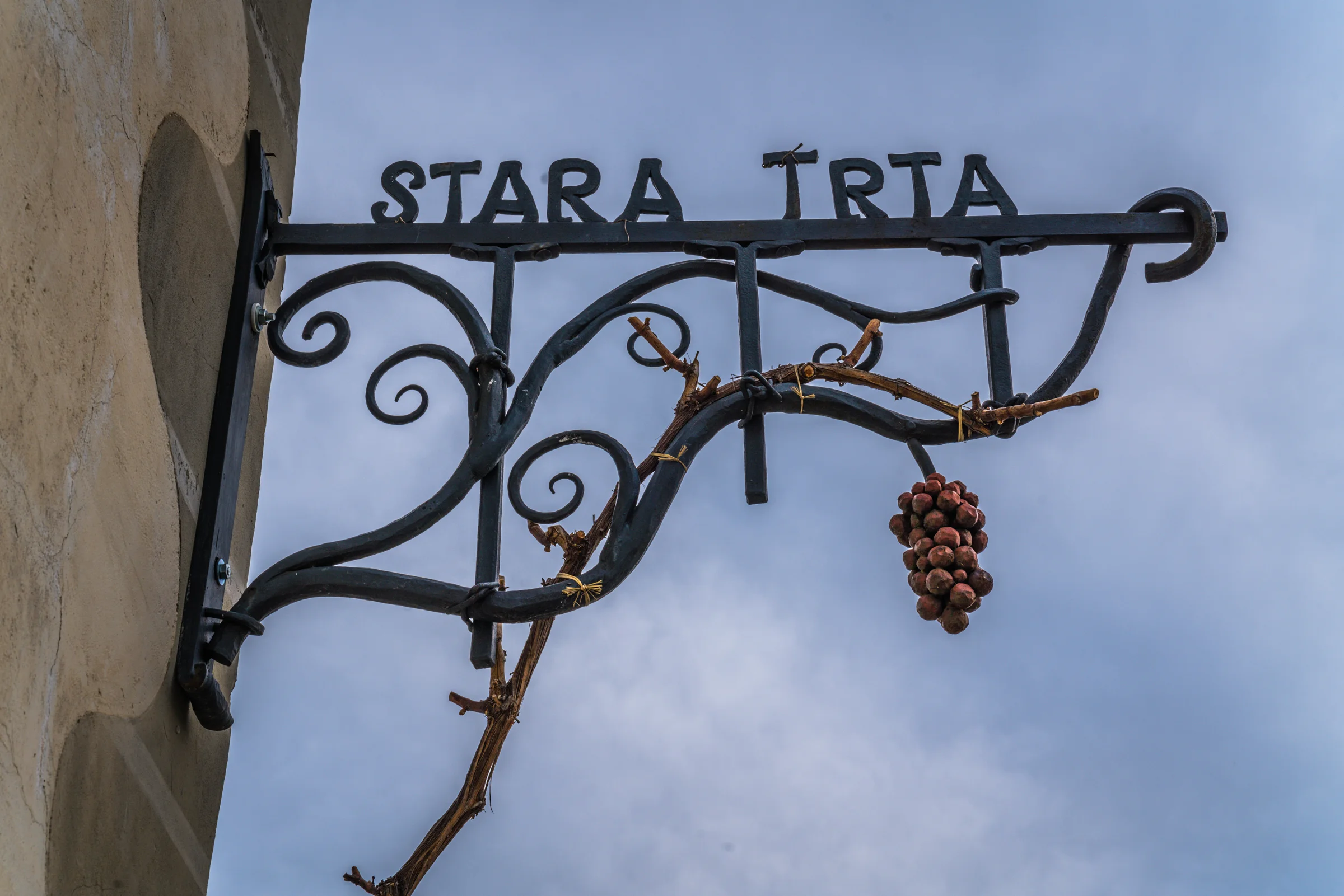 16_Stara_trta_5.jpg
