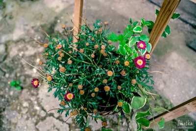 Smetka_jul2018_details_courtyard_5.jpg