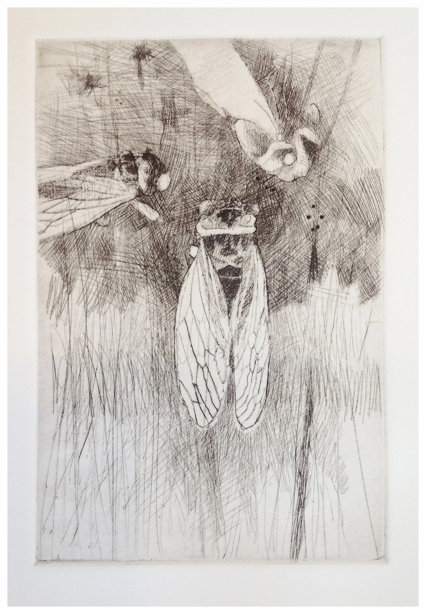 cicada study