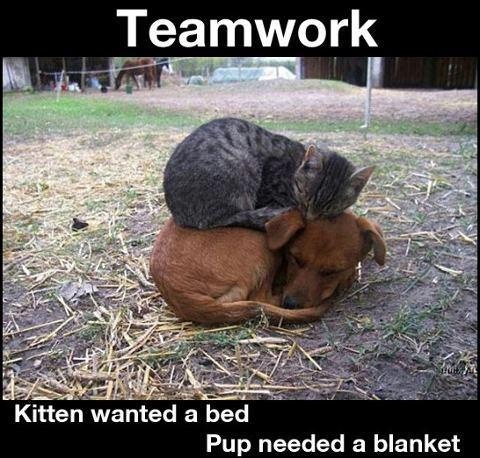 teamwork.jpeg