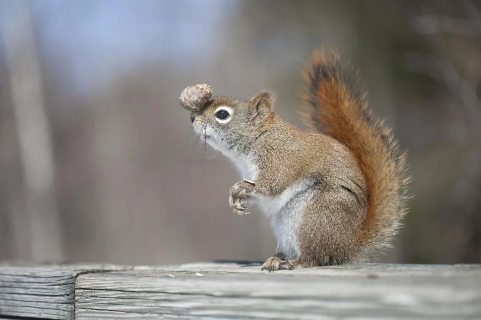 squirrel balance.jpg