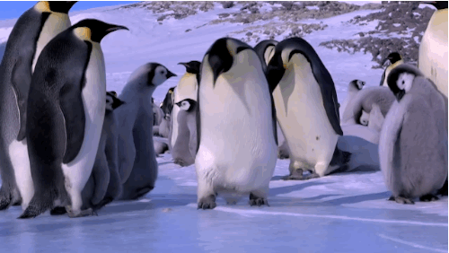 penguin-fall.gif