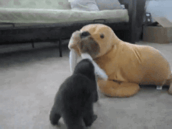 otter.gif