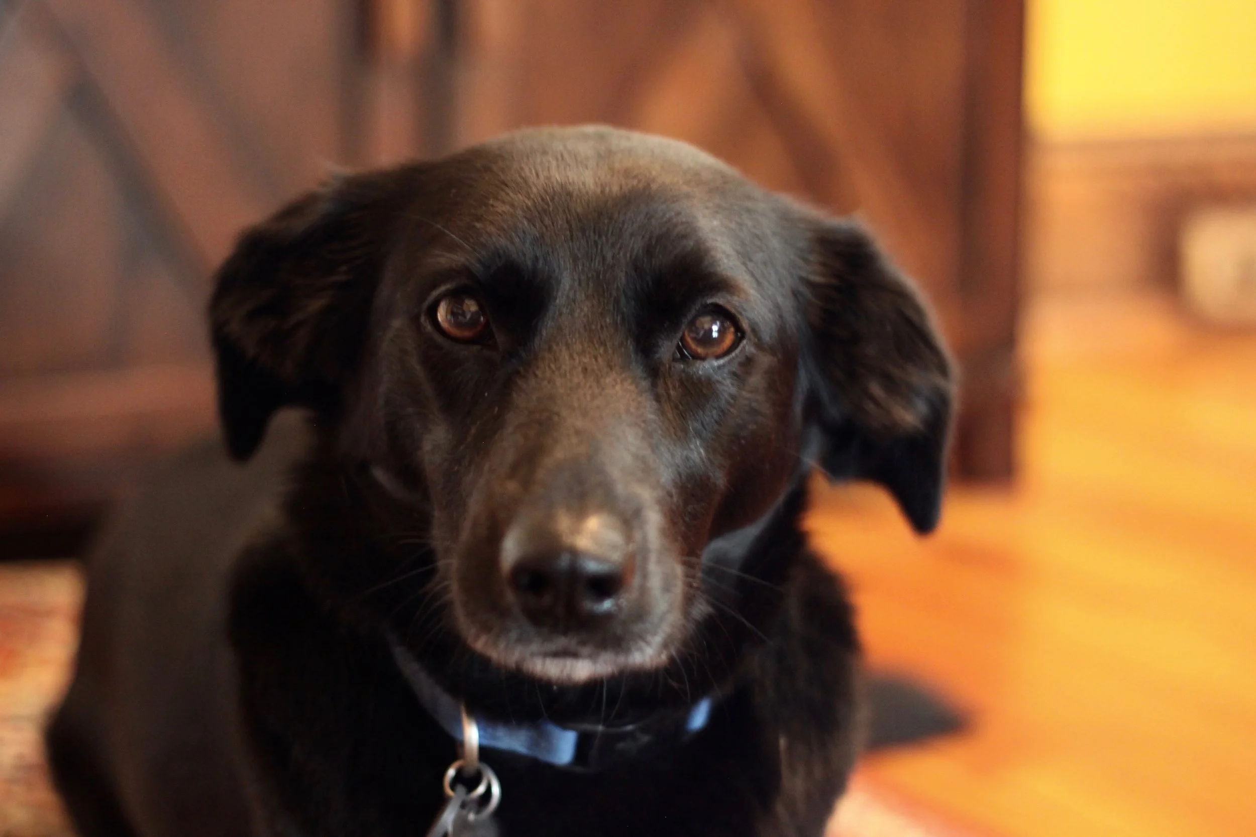 Lucy.jpg