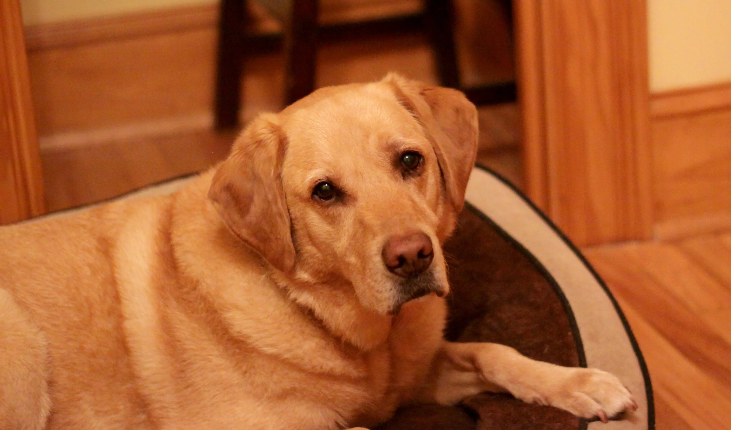 Maggie.jpg