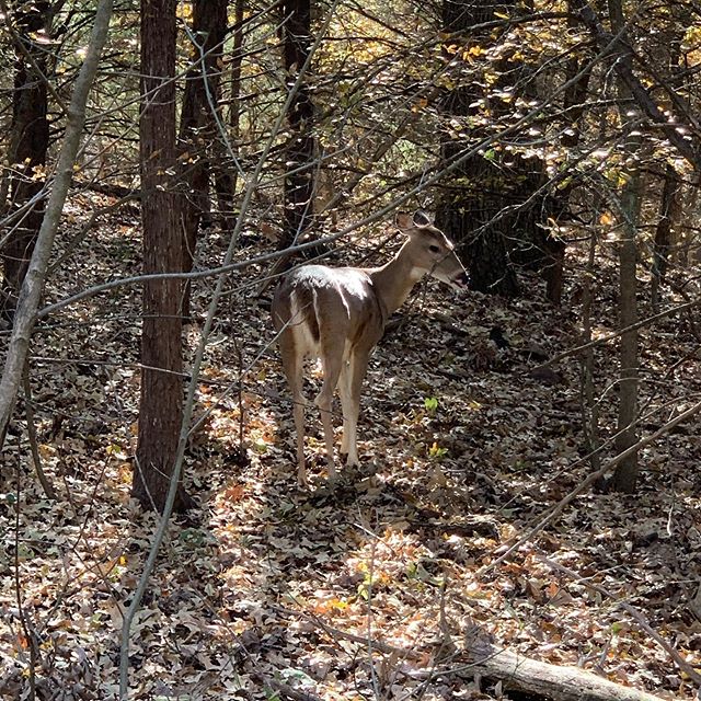Ellie May and a couple of her girlfriends walking around the camp. 🦌🦌🦌
. .
.
#campburnett #camping #campgrounds #trails #deer #ohdeer #ispy #southlaketx #texas