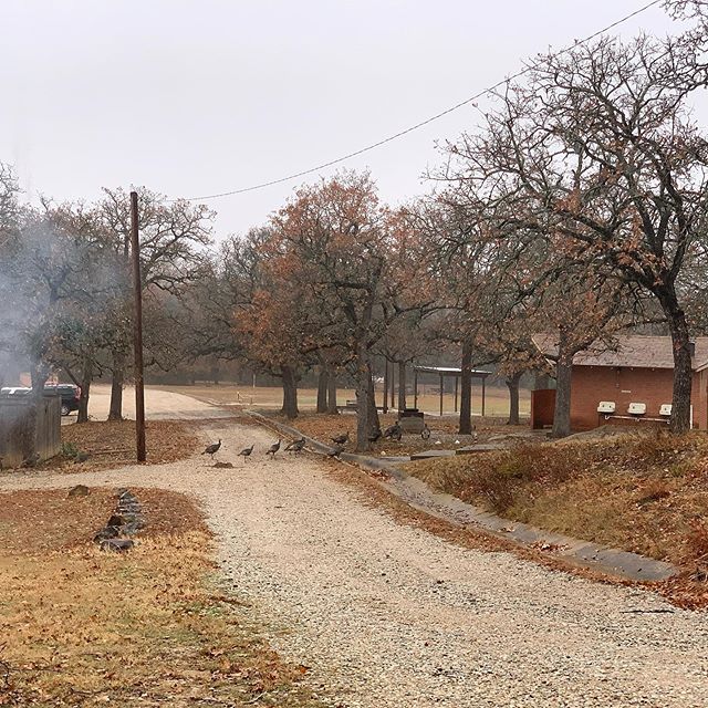 &ldquo;It&rsquo;s safe guys! We made it another year!&rdquo; - Gretchen the 🦃
.
The turkeys walked around camp the day after Thanksgiving. Hope everyone had a great Thanksgiving!
.
.
.
#campburnett #camping #turkeys #gobblegobble #thanksgiving #givi