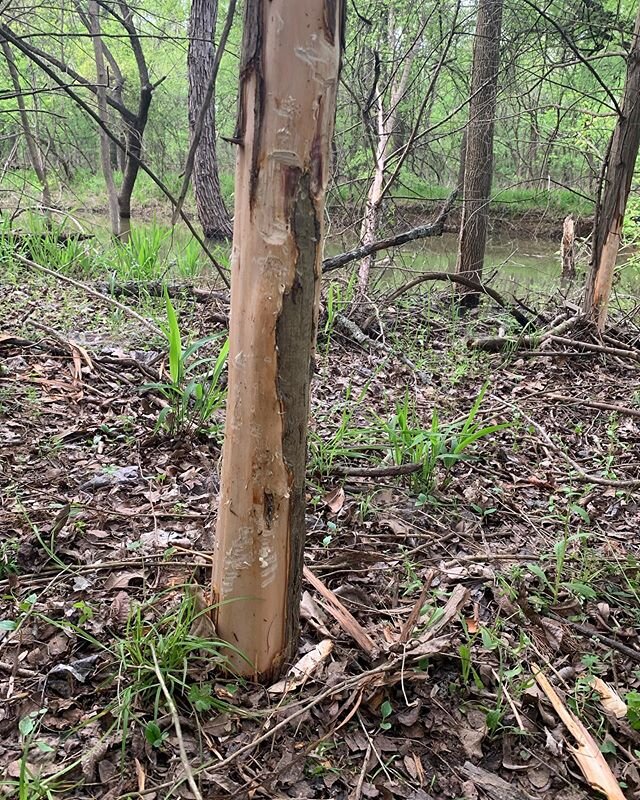 What made these marks? Deer? Beaver? Hog? Let us know what you think it is. .
.
.
#campburnett #tracking #marks #deer #beaver #hog #ispy #discover #texas #trails #camping