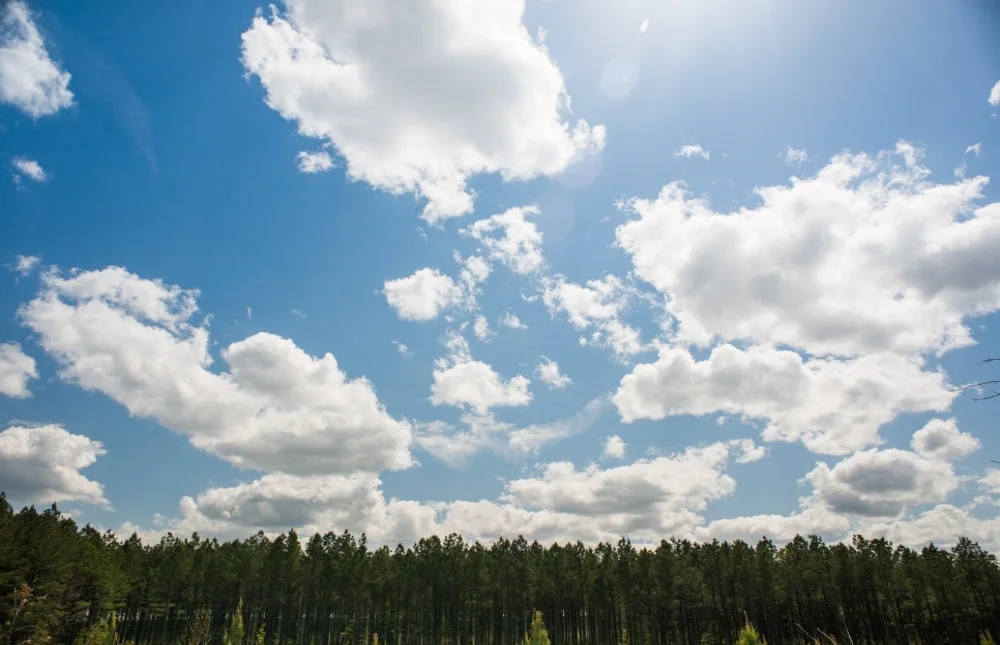 AL_Forestry_proof-75.jpg