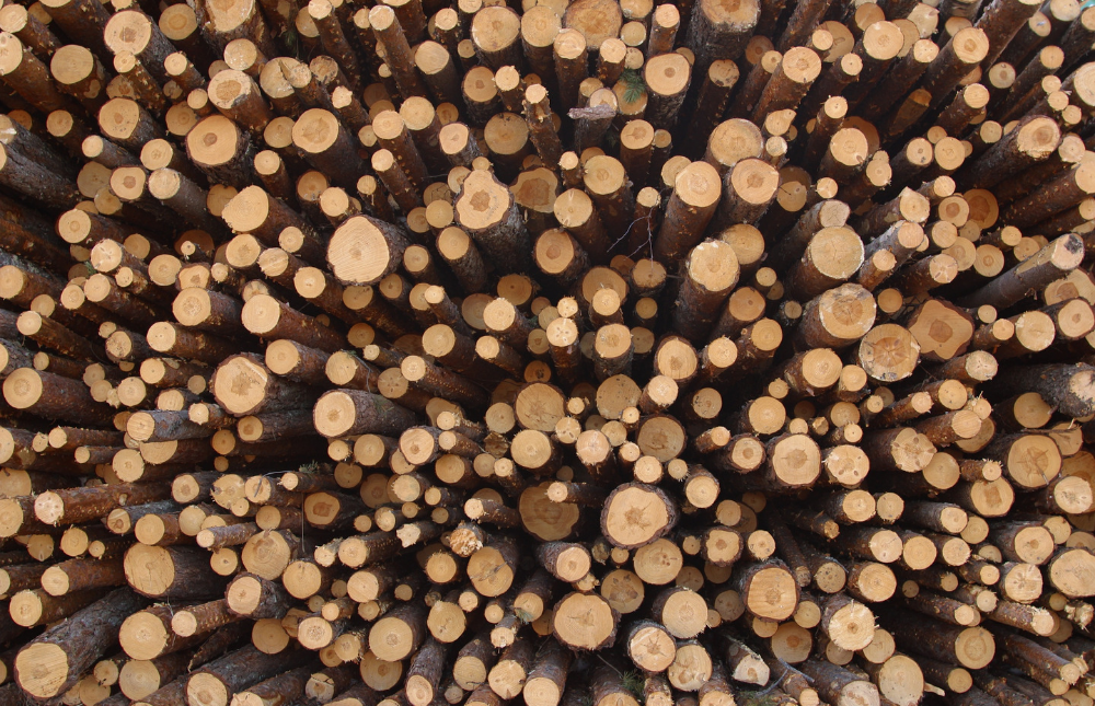 web photo (1).png